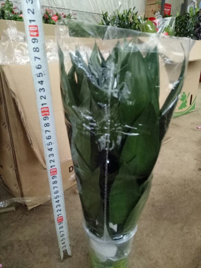 观音竹2cm以下2米以下