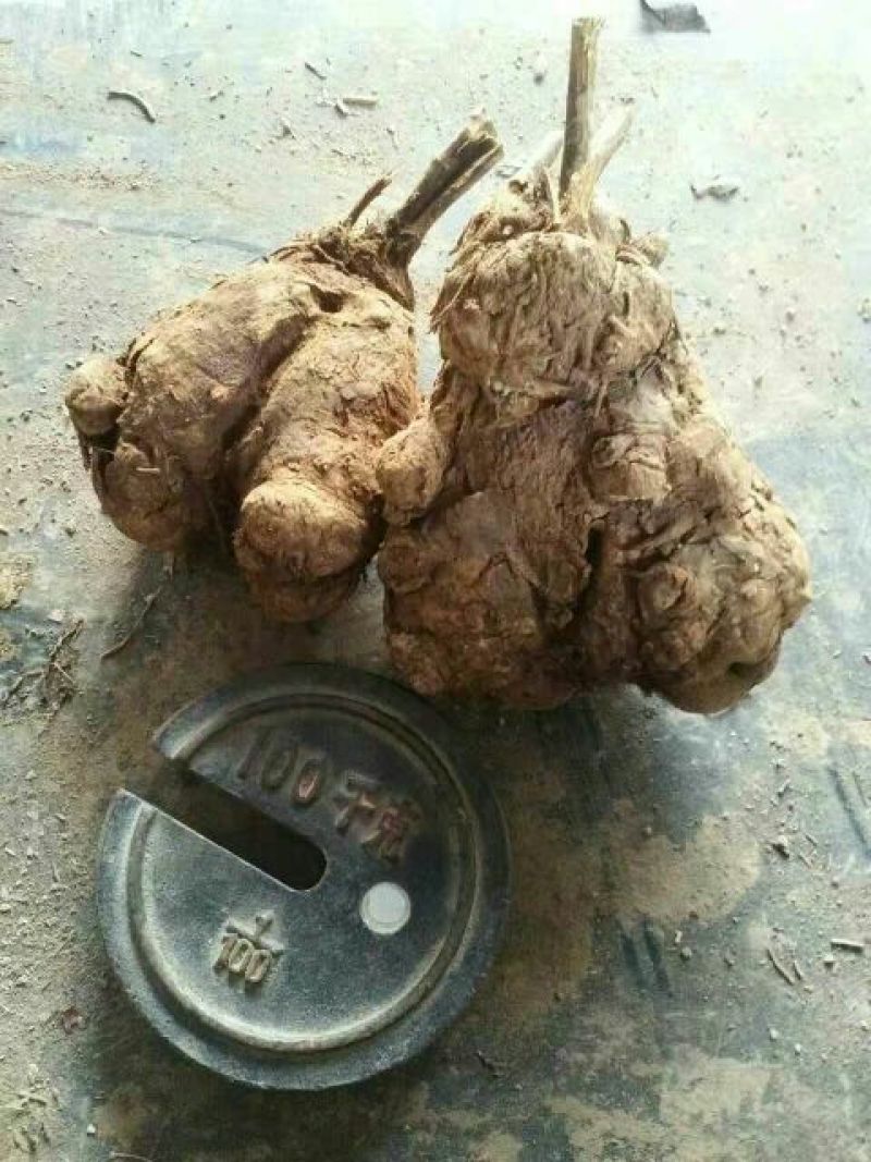 白术种子95%以上