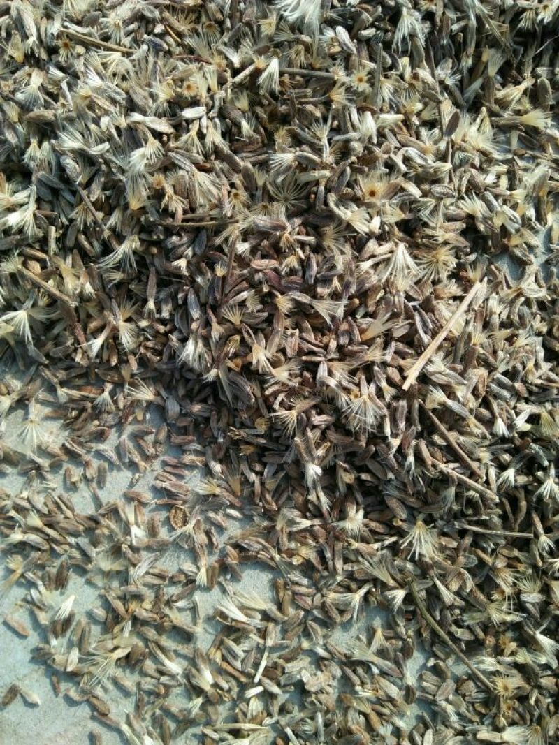 白术种子95%以上