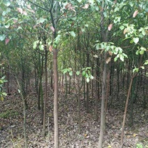 香樟4~6cm4~6cm2.5~3米
