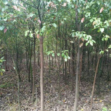 香樟4~6cm4~6cm2.5~3米