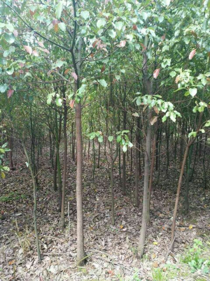 香樟4~6cm4~6cm2.5~3米