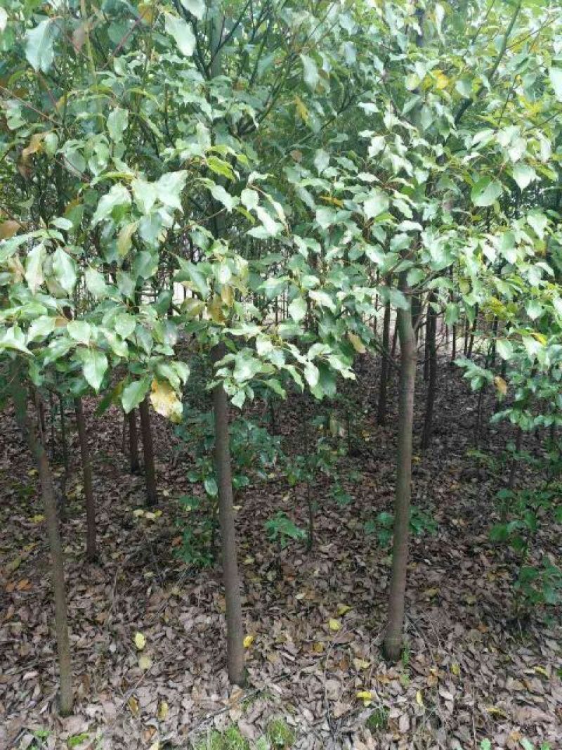 香樟4~6cm4~6cm2.5~3米