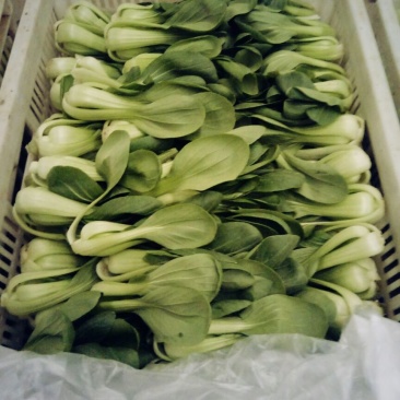 小油菜/上海青/全国发货品质好需要的老板电话联系
