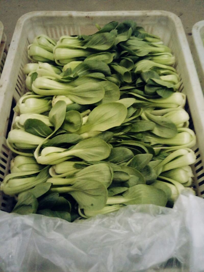 小油菜/上海青/全国发货品质好需要的老板电话联系