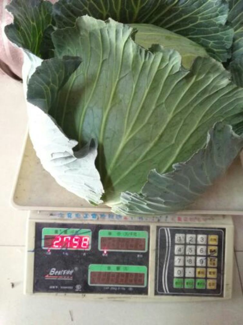 奥奇娜甘蓝，大扁包，京丰一号专业做贸易出口