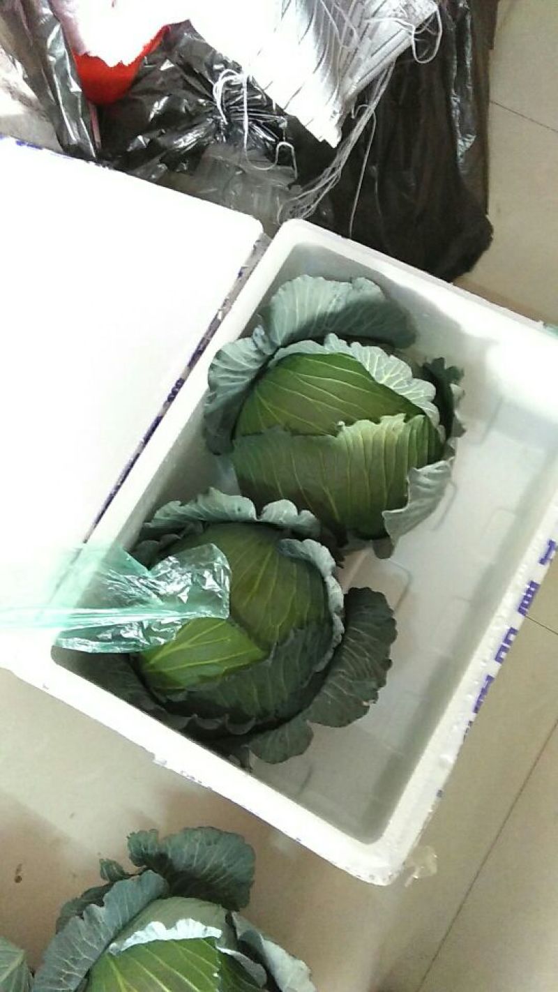 奥奇娜甘蓝，大扁包，京丰一号专业做贸易出口
