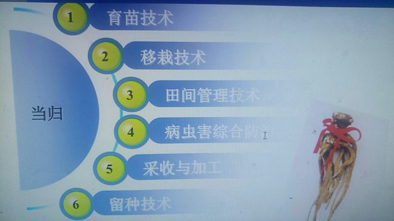 当归苗