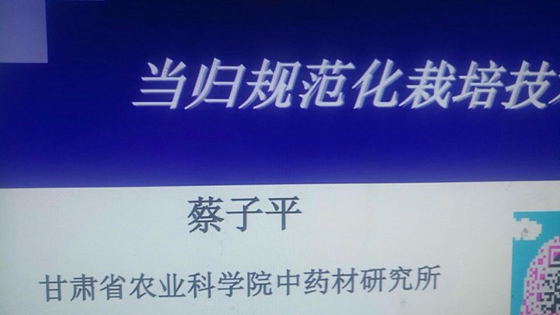 当归苗