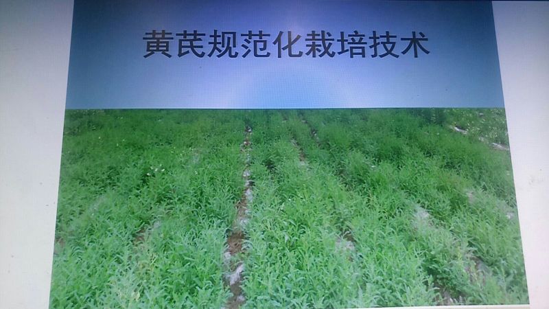 黄芪种子80%以上