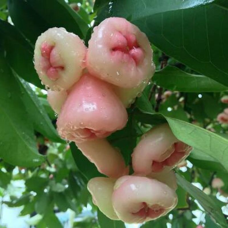 莲雾种苗