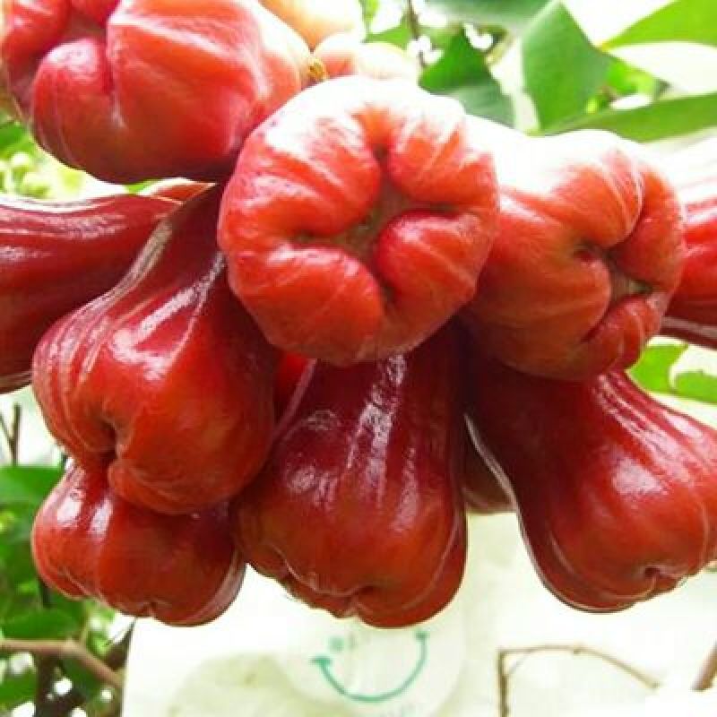 莲雾种苗