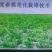 党参苗