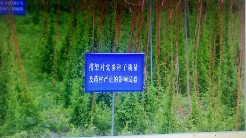 党参苗