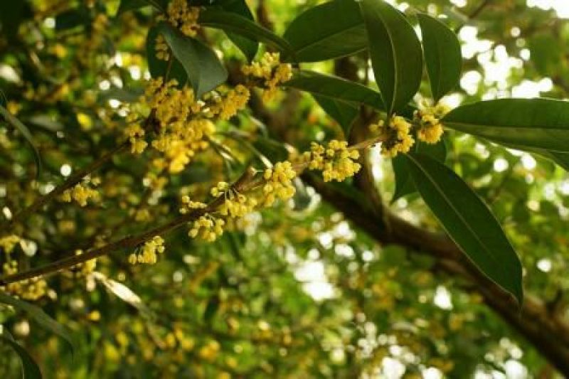 桂花苗金桂丹桂四季桂沉香桂花基地直销