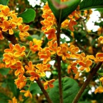 桂花苗金桂丹桂四季桂沉香桂花基地直销