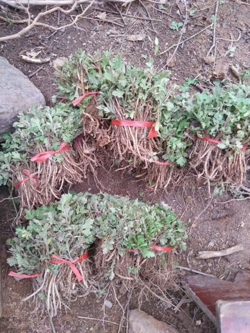 菊花苗麻城市福田河，福白菊苗