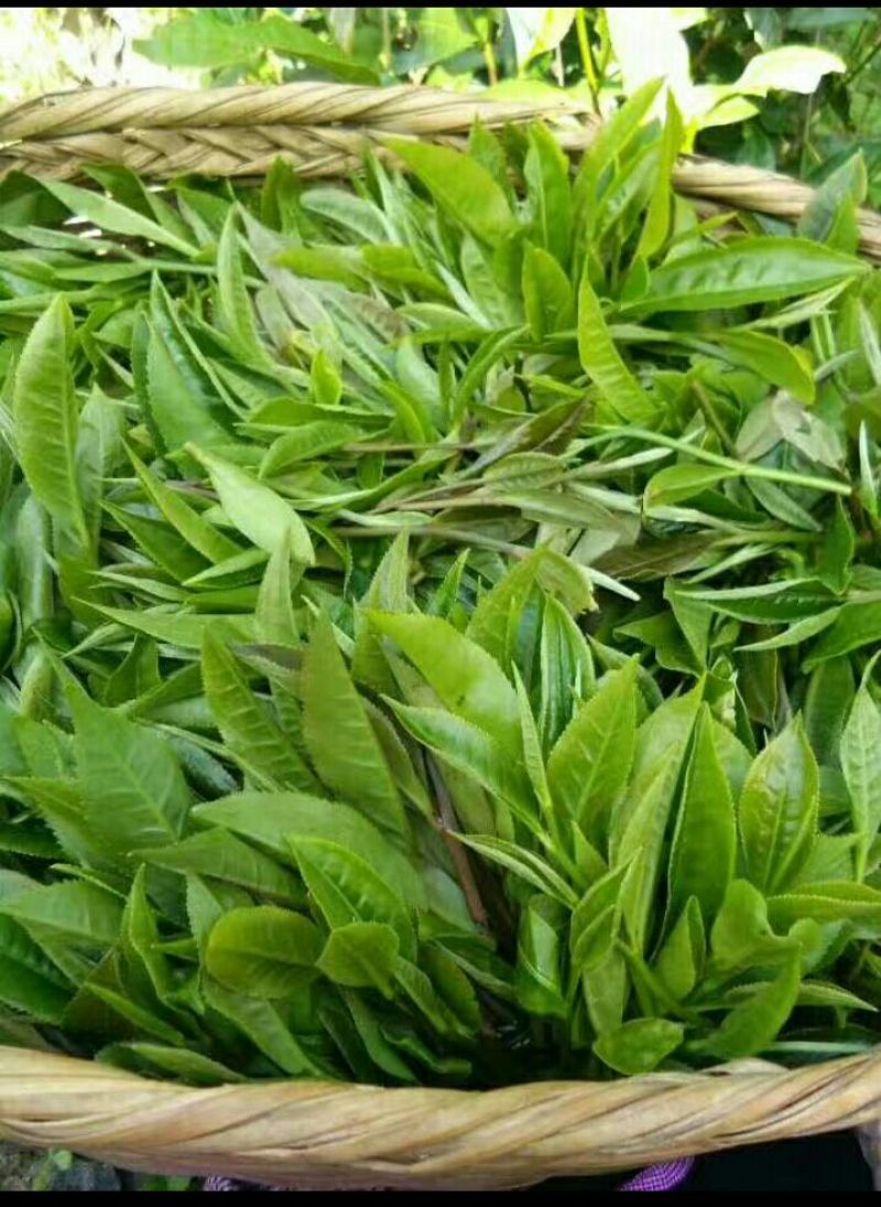 本山茶二级