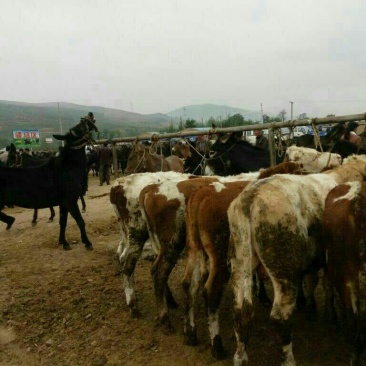 西北陇南市毛驴交易市场在哪里？甘肃牛马代办