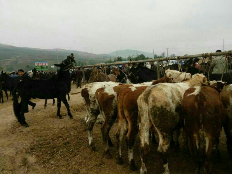 西北陇南市毛驴交易市场在哪里？甘肃牛马代办