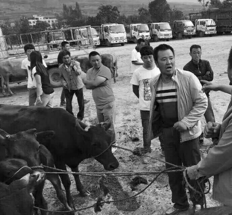 西北陇南市毛驴交易市场在哪里？甘肃牛马代办