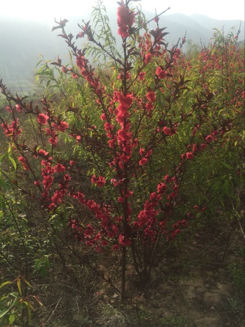 红叶碧桃
