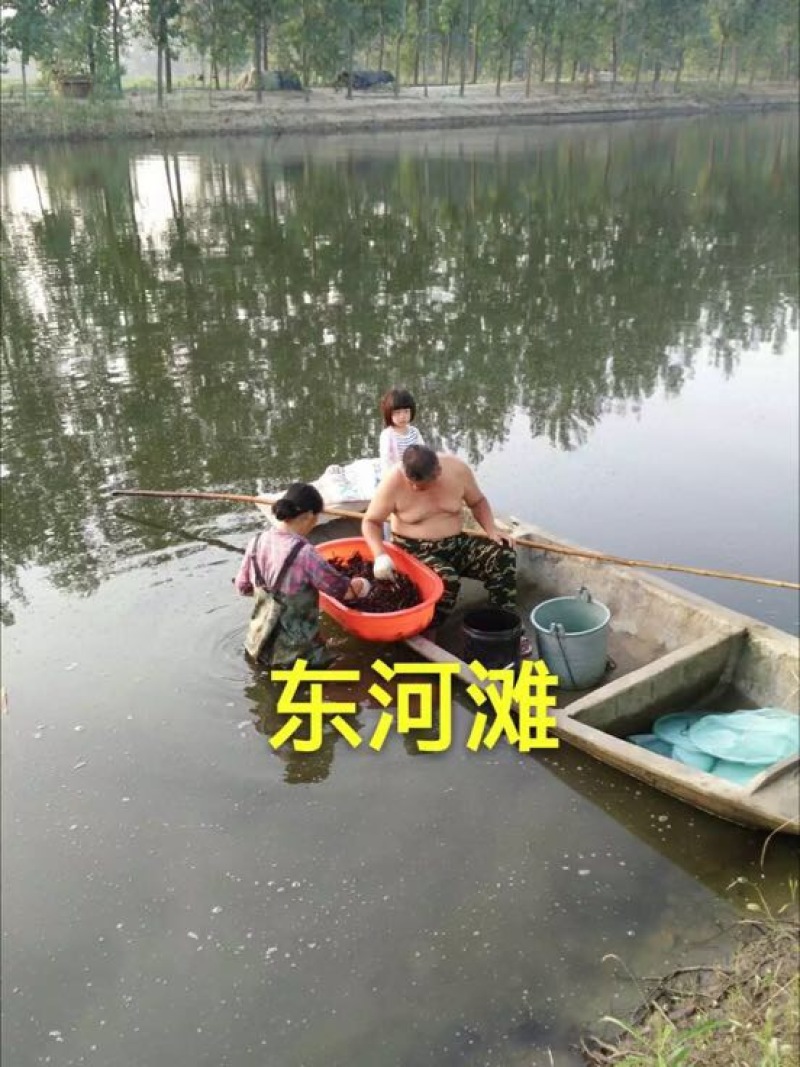 虾苗青苗包成活率专车运输
