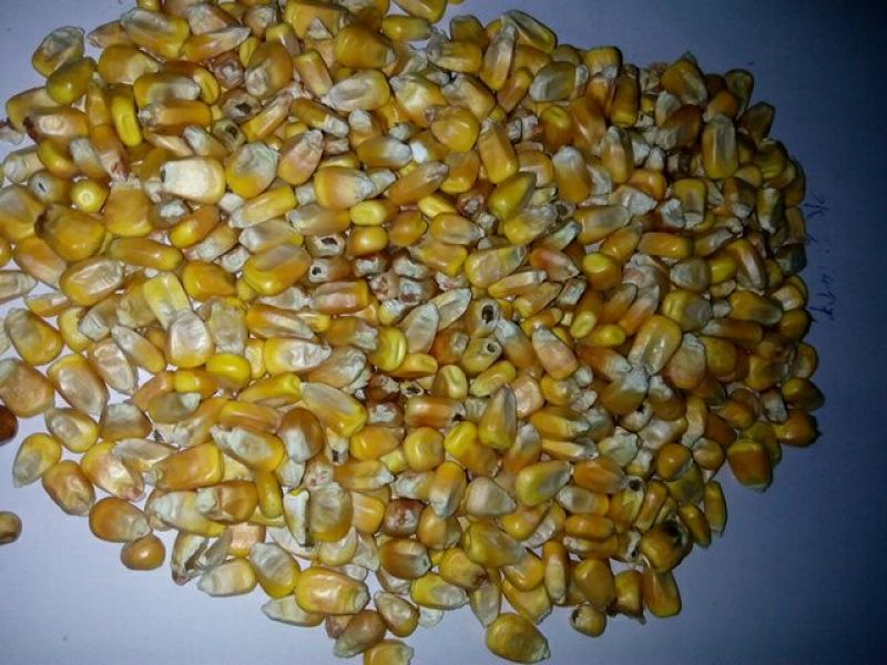 黄玉米14.5%容重690