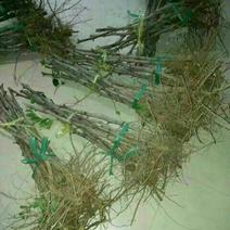冬枣树苗80~110cm，全部人工除草，移栽成活率高