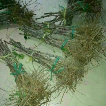 冬枣树苗80~110cm，全部人工除草，移栽成活率高