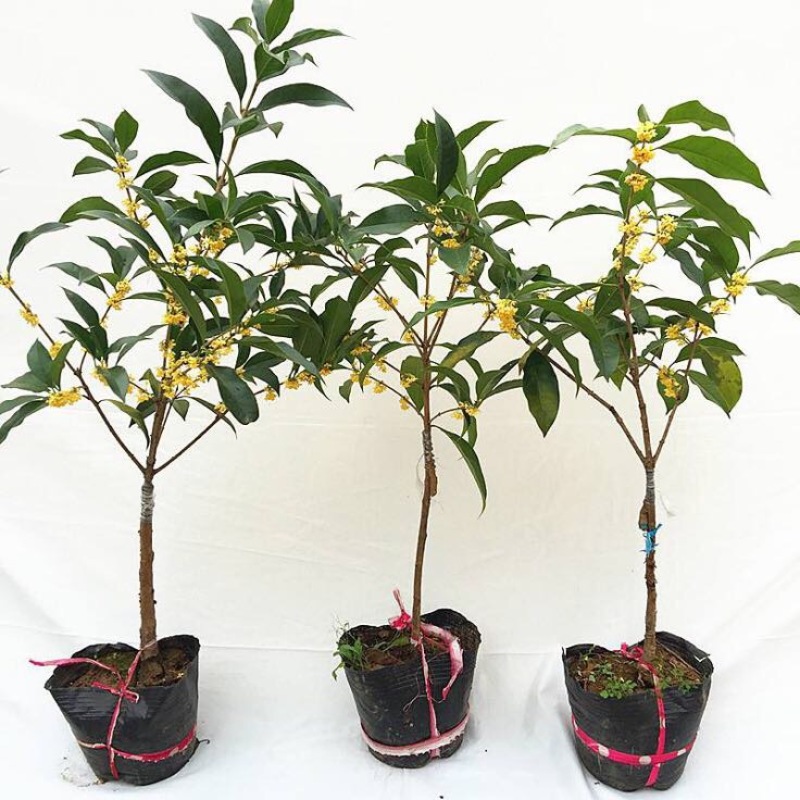 八月金桂花树苗