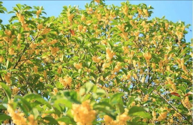 八月金桂花树苗