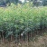八月金桂花树苗