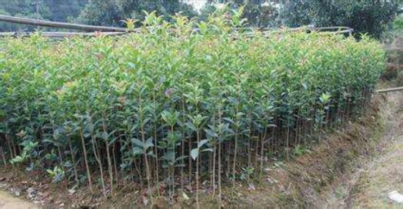 八月金桂花树苗