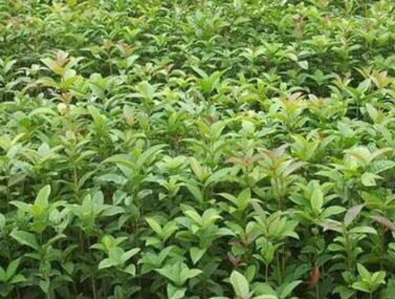 八月金桂花树苗