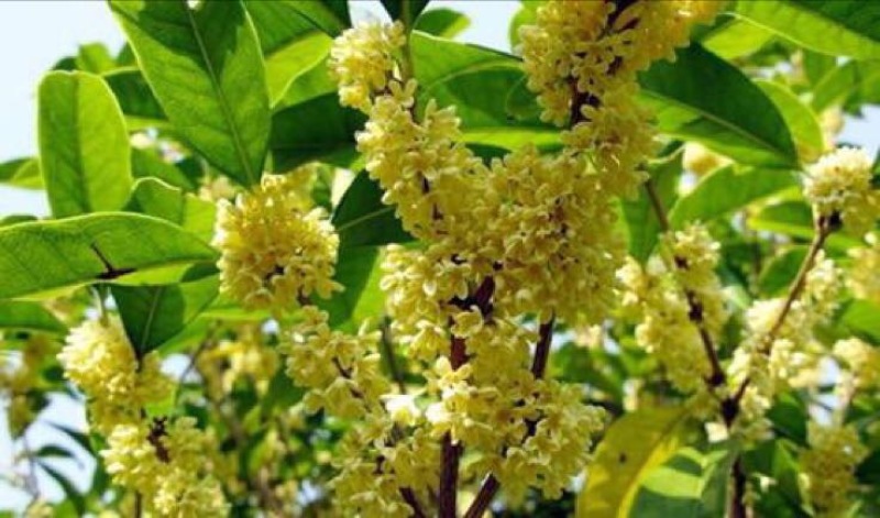 八月金桂花树苗