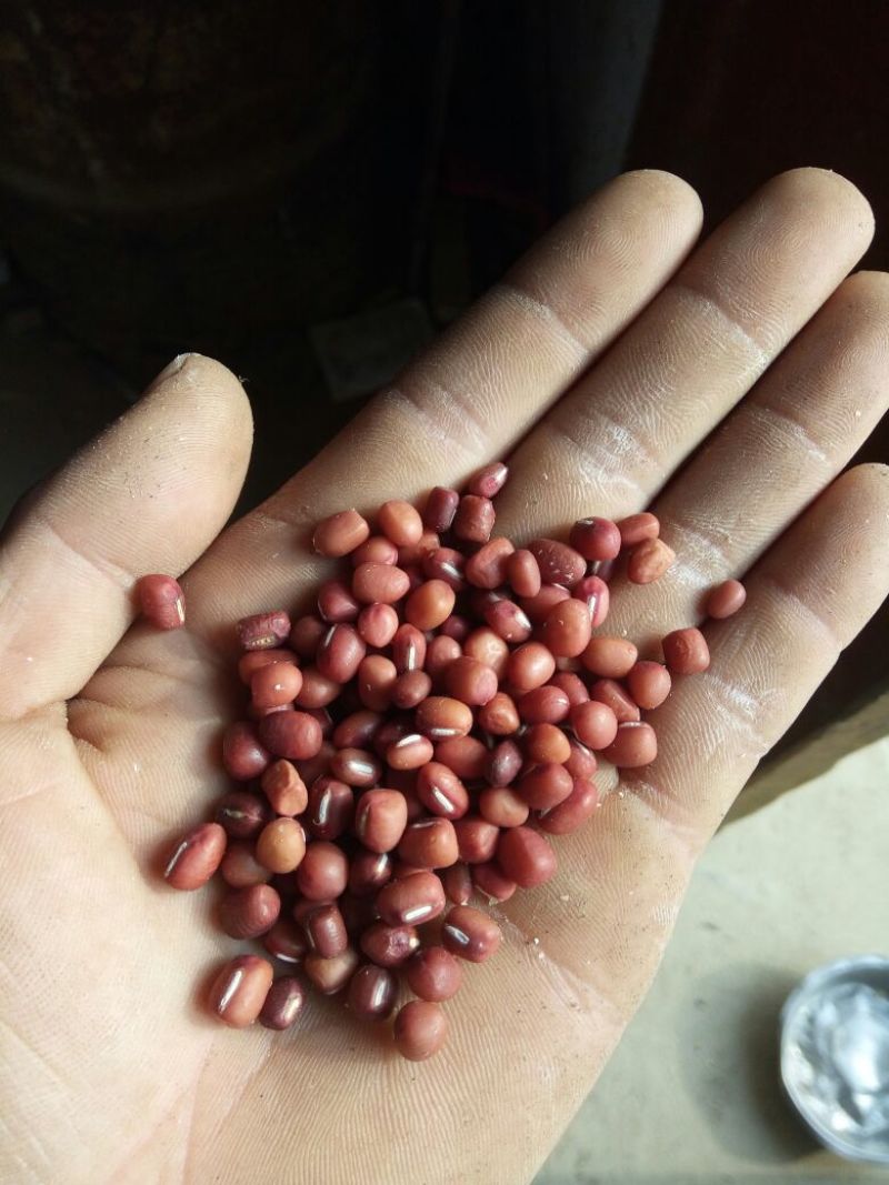 红小豆包装