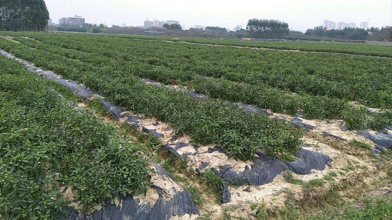 青秀辣椒15~30厘米二号椒8号椒有便宜回程车