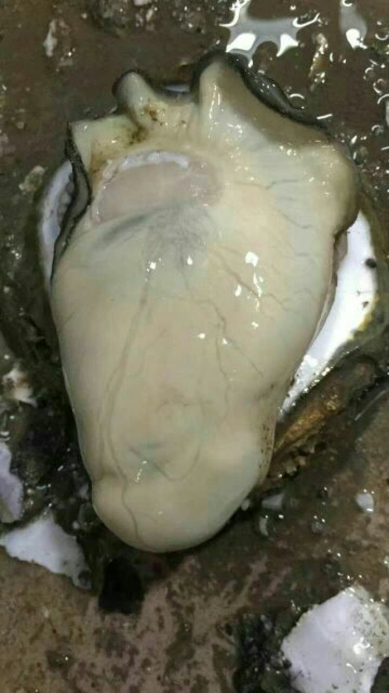 湛江净化肥蚝产地供应包肥新鲜产地视频一对一服务