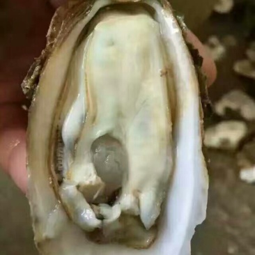 湛江净化肥蚝产地供应包肥新鲜产地视频一对一服务