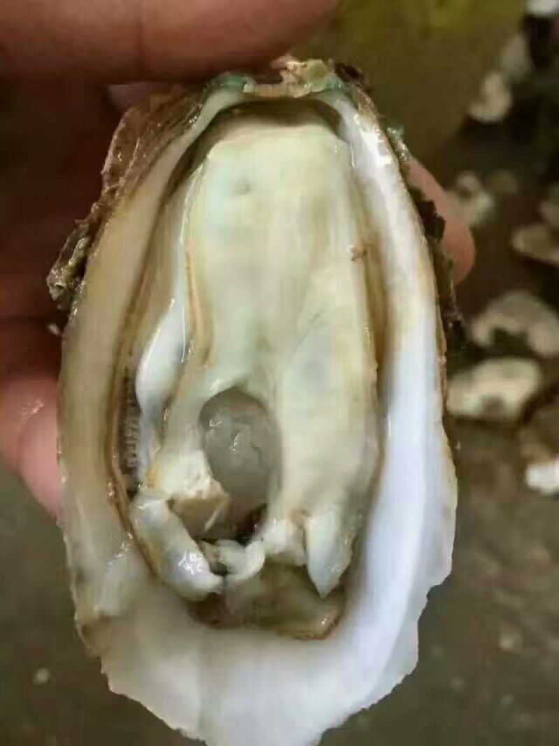 湛江净化肥蚝产地供应包肥新鲜产地视频一对一服务