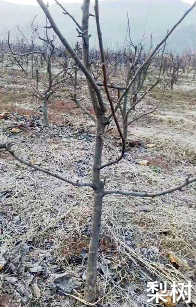 梨树