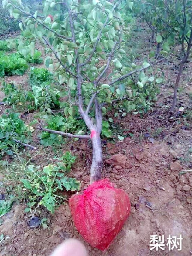 梨树