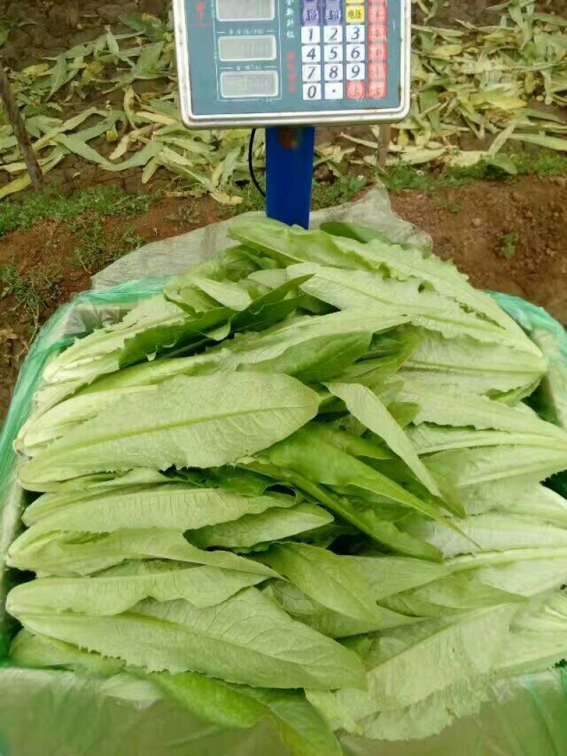 《精选》油麦菜，供应超市与各大市场诚信经营，质量保证