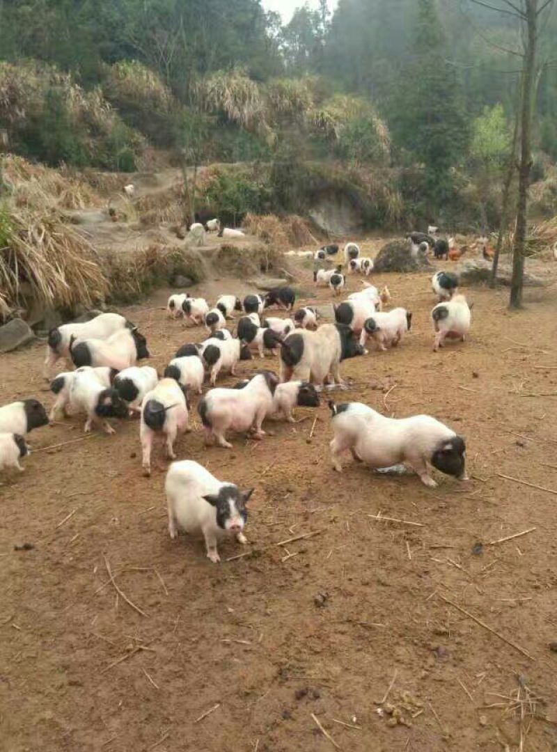 巴马香猪母