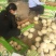 东方密1号哈密瓜