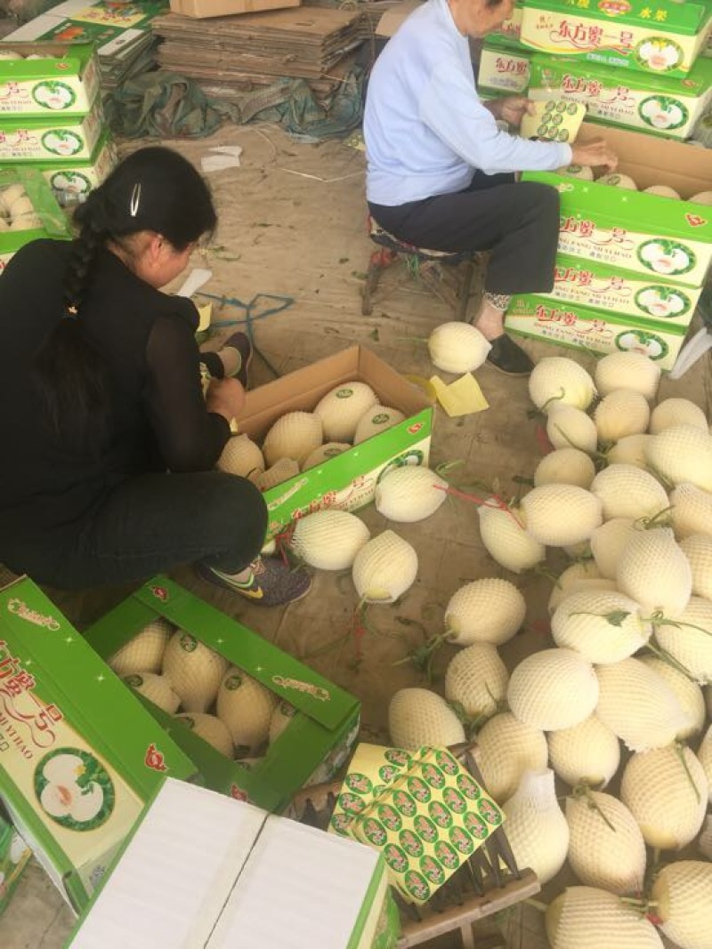东方密1号哈密瓜