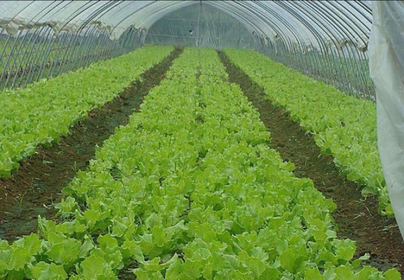 蔬菜大棚