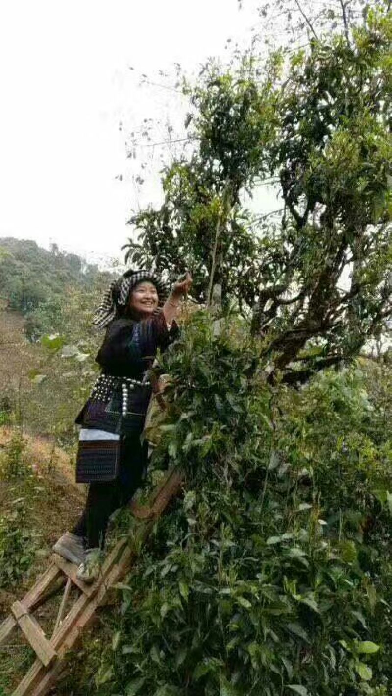 普洱茶