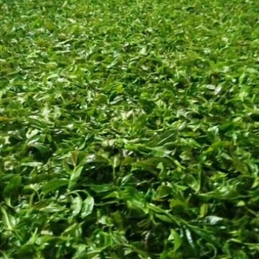 普洱茶